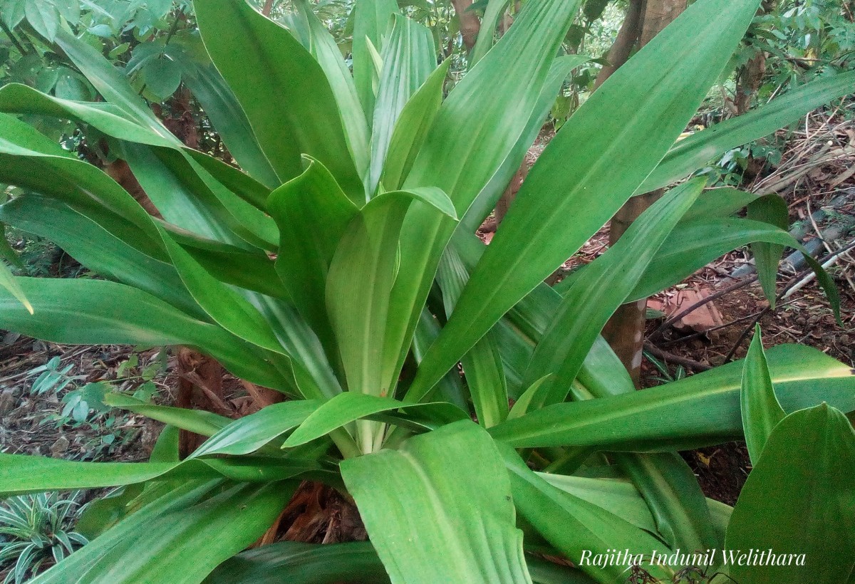 Crinum asiaticum L.